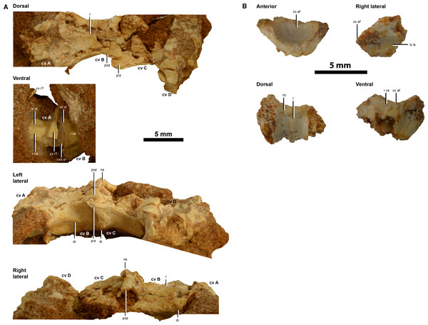 the taxonomy of a new parvicursorine alvarezsauroid specimen ivpp v20341  dinosauria  theropoda