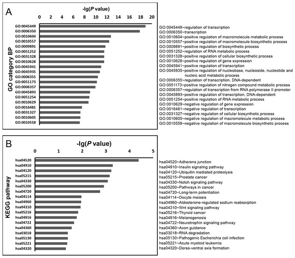 GO biology process and KEGG pathway enrichment analysis for predicted miRNA targets of miR-3613-3p.