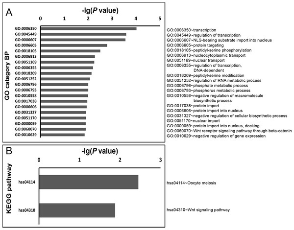 GO biology process and KEGG pathway enrichment analysis for predicted miRNA targets of miR-4668-5p.