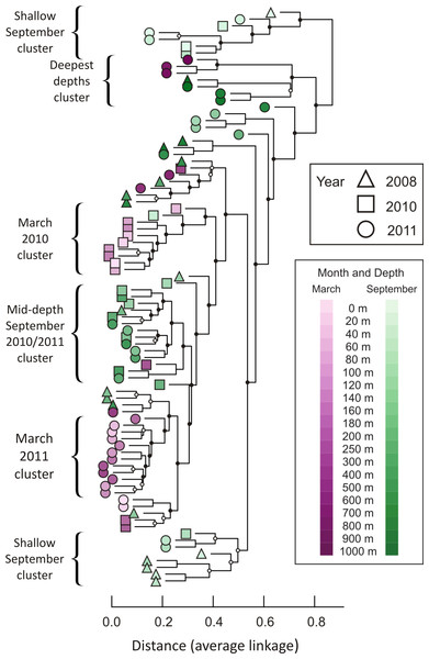 Dendrogram illustrating hierarchical clustering of all 85 depths/times.