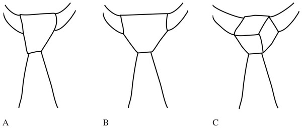 Different examples of tie knots.