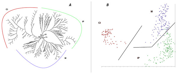 Cluster analysis of genetic diversity, using AFLPs, in Astragalus edulis.