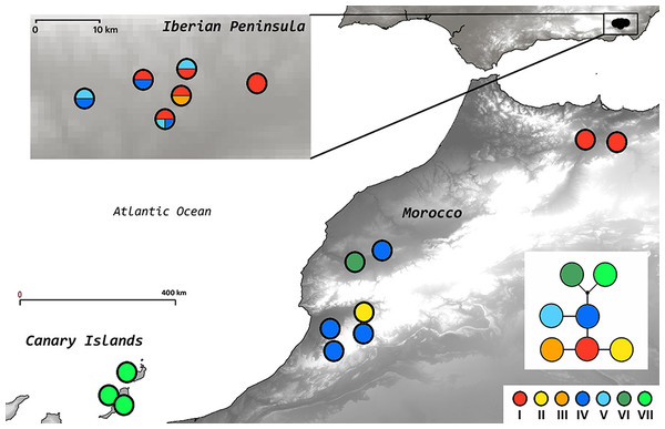 Statistical parsimony network and geographical distribution of plastid DNA haplotypes.