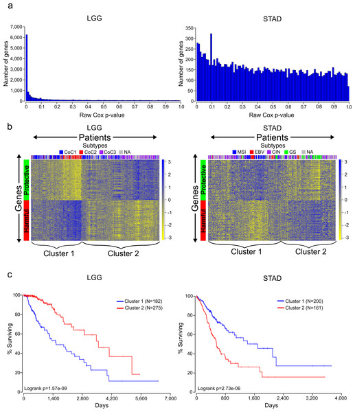 Distinct expression patterns of protective and harmful prognostic genes.