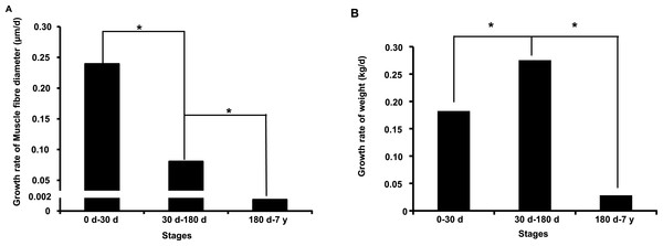 Growth rate of muscle fiber diameter (A) and weight (B) during the postnatal muscle development stage.