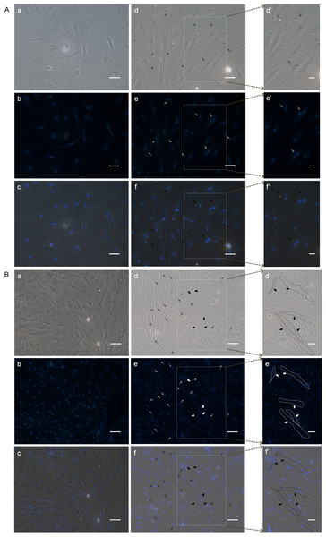 DAPI staining to check the differentiation of POMSCS(2n) and POMSCS(3n) cells.