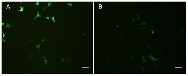 Green fluorescent protein (GFP) expression in transfected POMSCS(2n) cells and POMSCS(3n) cells.