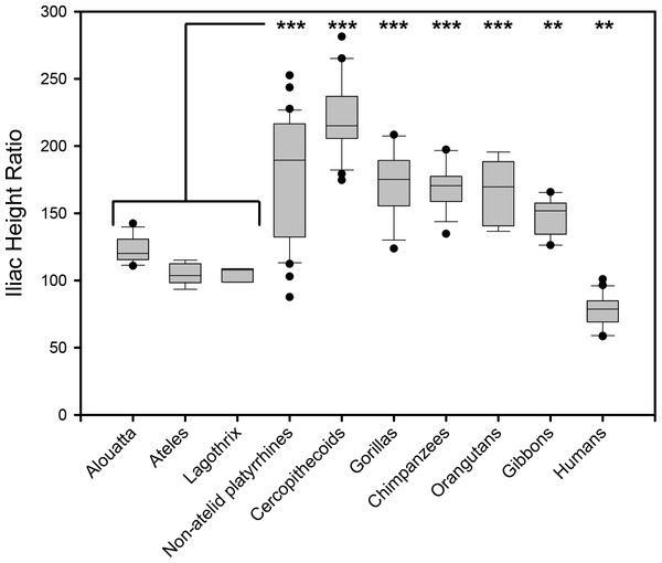 Box plot illustrating relative iliac height across anthropoids.