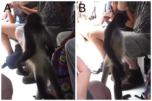 Bipedal posture in a spider monkey.