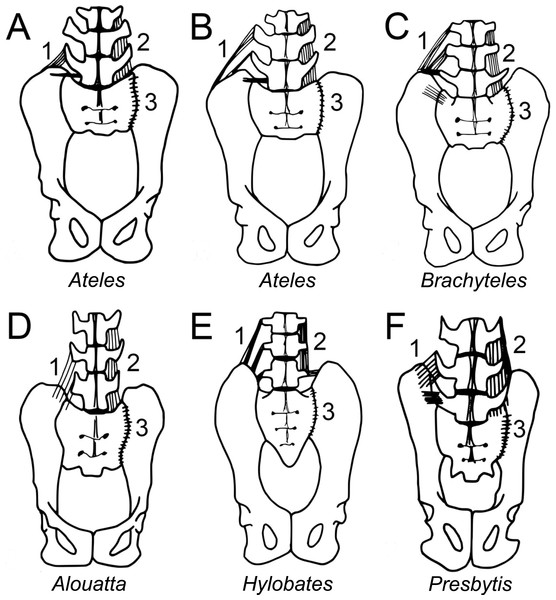 Iliolumbar (1), intertransverse (2), and iliosacral (3) ligament anatomy observed during primate dissections.