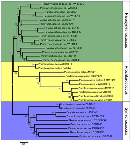 Phylogenomic reconstruction 37 Synechococcus and Prochlorococcus strains based on the concatenated alignment of 607 ortholog genes.