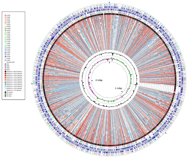 Whole-genome identity map generated through Cgview comparison tool.