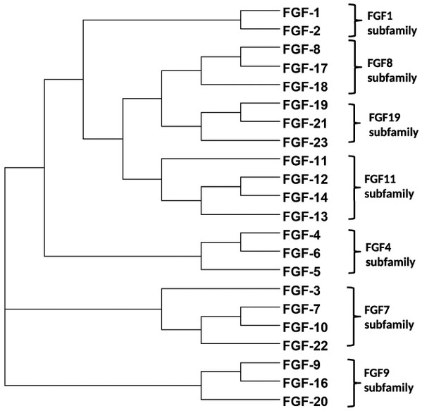 Phylogenetic relationship of the FGFs based on amino acid sequence.