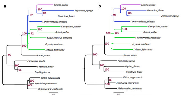 Phylogeny of skippers based on the concatenated alignment of the mitochondrial protein sequences.