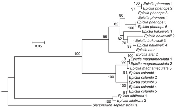 Phylogenetic tree of snakes of the genus Epictia from a maximum-likelihood analysis of DNA sequences of two mitochondrial genes (12S rRNA and cytochrome b).