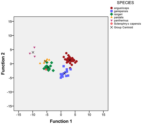 Scatterplot of function 1 and 2 of Discriminant Function Analysis of 76 specimens of bufonid toads from South Africa including specimens allocated to Amietophrynus pantherinus, A. pardalis, A. rangeri, Vandijkophrynus angusticeps, V. gariepensis and Sclerophrys capenis, the latter included without group membership.