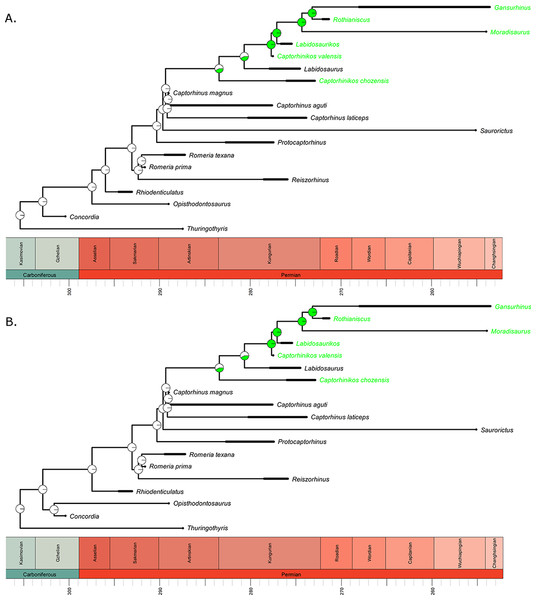 The phylogeny of Captorhinidae, illustrating the evolution of high-fibre herbivory.