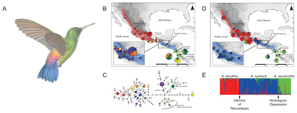 Distribution ranges and genetic differentiation among Amazilia beryllina, A. saucerottei and A. cyanura hummingbirds.