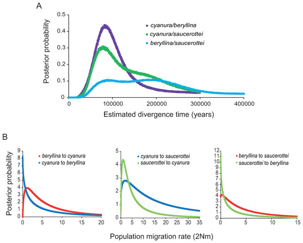 Marginal posterior probability densities for divergence times and migration rates among Amazilia beryllina, A. cyanura, and A. saucerottei using a coalescent approach in IMa and mtDNA.