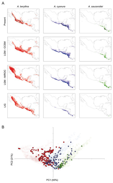 Present and past distribution models and environmental space for Amazilia beryllina, A. cyanura, and A. saucerottei.
