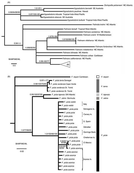 Phylogenetic relationships of the Atlanto-Mediterranean “F. picta complex” and other related species.