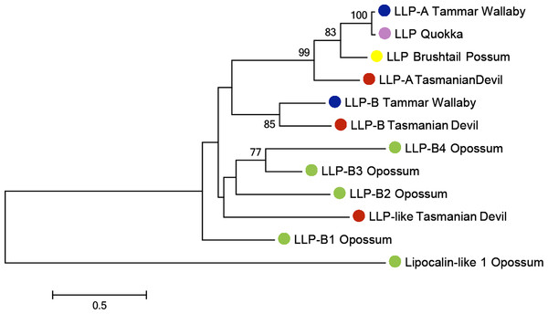 Phylogenetic tree illustrating the evolutionary relationship between LLP homologs amongmarsupials.