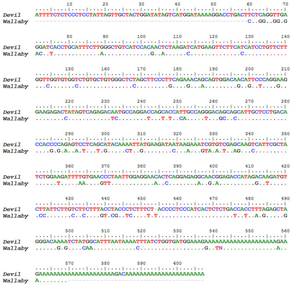 Nucleotide sequence alignment of devil Novel Gene 1 against the tammar mammary gland homolog.