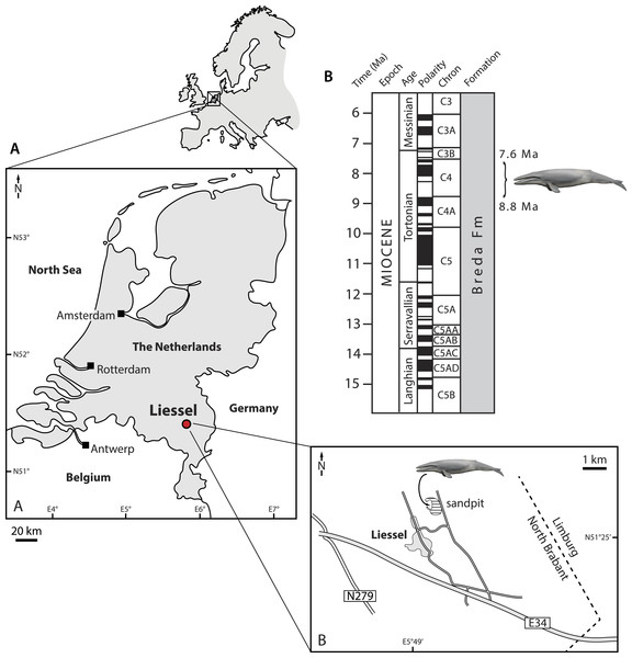 Type locality of Metopocetus hunteri.