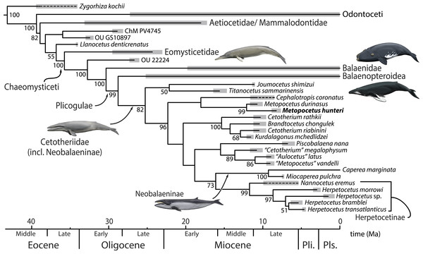 Phylogenetic relationships of Metopocetus hunteri, based on a dated total evidence analysis.