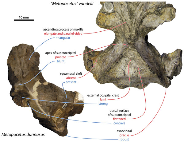 Morphological features distinguishing “Metopocetus” vandelli from M. durinasus and M. hunteri.