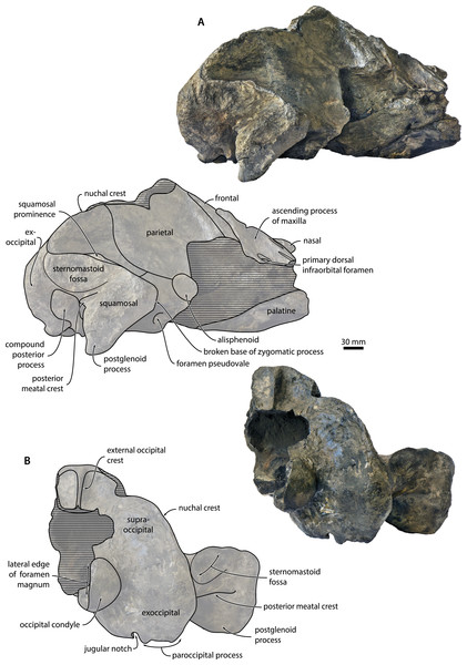 Cranium in lateral and posterior view.