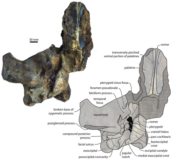 Cranium in ventral view.