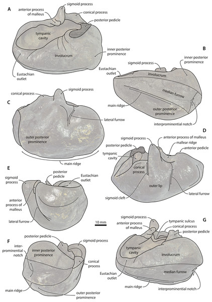 Tympanic bulla—explanatory line drawings.