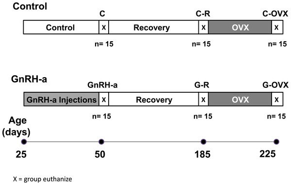 Timeline of GnRH-antagonist injection protocol, recover and ovariectomy surgery.