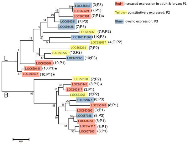 Phylogenetic tree of T. castaneum cysteine peptidases, using the predicted protein sequence.