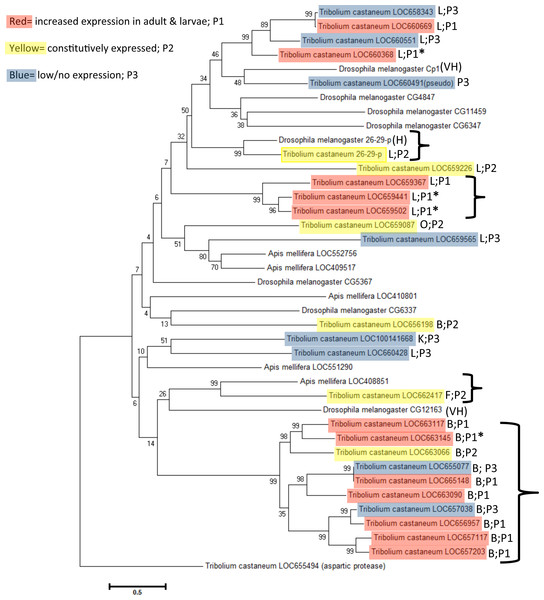Phylogenetic relationship of cysteine peptidases between T. castaneum and model insects, Drosophila melanogaster and Apis mellifera.