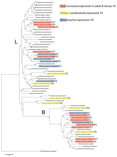 Phylogenetic relationship between T. castaneum and other pest coleopterans, Diabrotica virgifera virgifera, Dendroctonus ponderosae, and Leptinotarsa decemlineata.