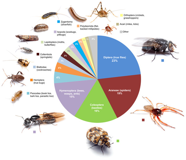 Proportional diversity of arthropod orders across all rooms.