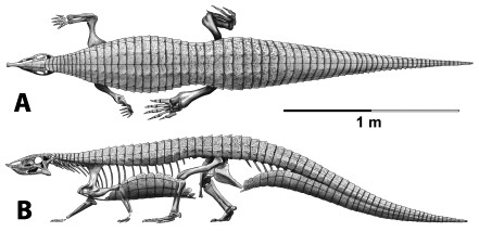 Skeletal reconstruction of an aetosaur (Stagonolepis robertsoni) showing the extensive carapace and associated armor in dorsal (A) and lateral (B) views.