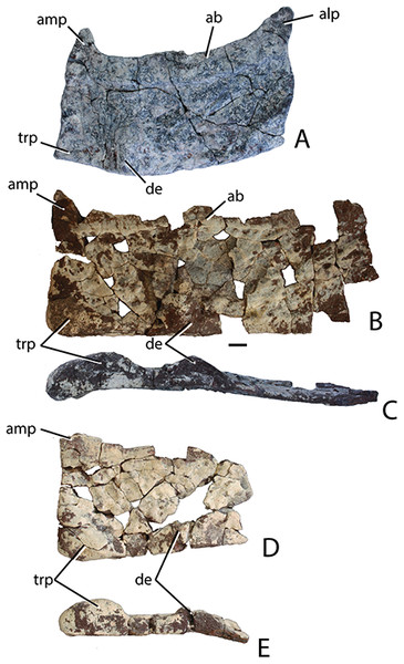 Holotype paramedian osteoderms of Scutarx deltatylus from PEFO 34616.