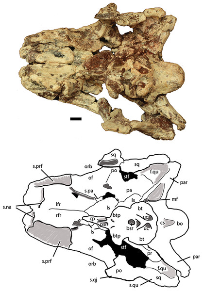 Holotype skull of Scutarx deltatylus (PEFO 34616) in ventral view.