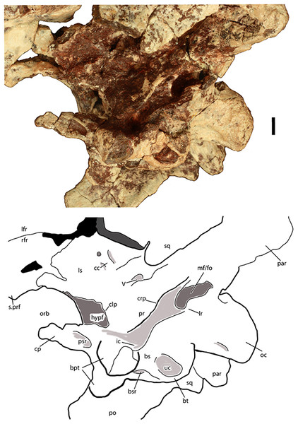 Braincase of Scutarx deltatylus (PEFO 34616) in ventrolateral view.