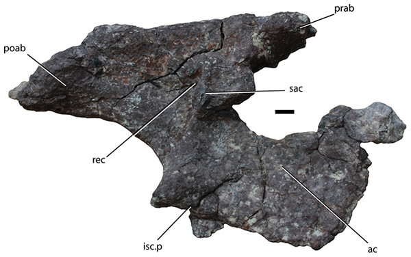 Right ilium of Scutarx deltatylus (PEFO 34919) in ‘lateral’ view (see text for discussion regarding anatomical direction of the ilium).