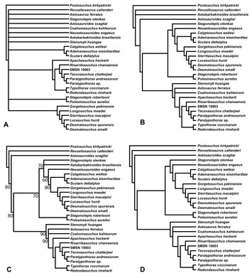 Revised phylogenetic analysis of the Aetosauria (Archosauria ...