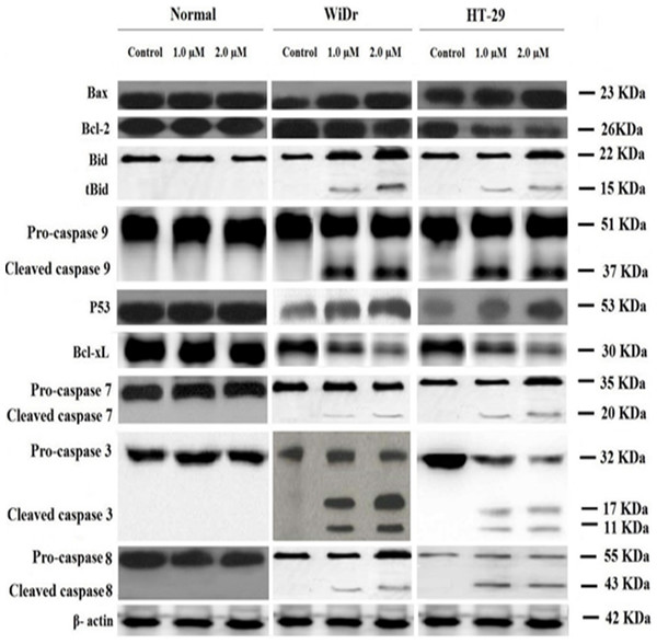 Western blot analysis of cancer and normal cell lines.