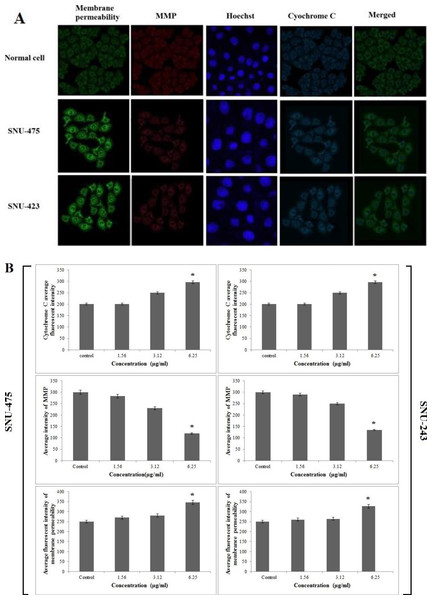 Immunofluorescence study of the effect of PCC.