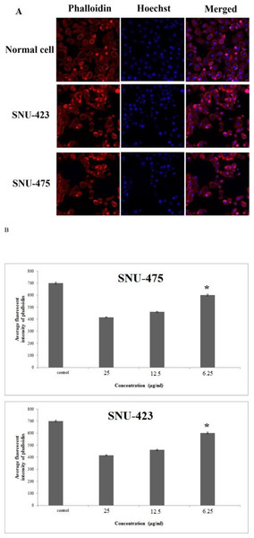 Cytoskeletal rearrangement potential of PCC.