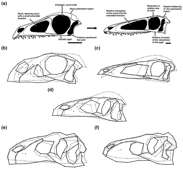 Ontogenetic changes in the skull of saurischian dinosaurs.