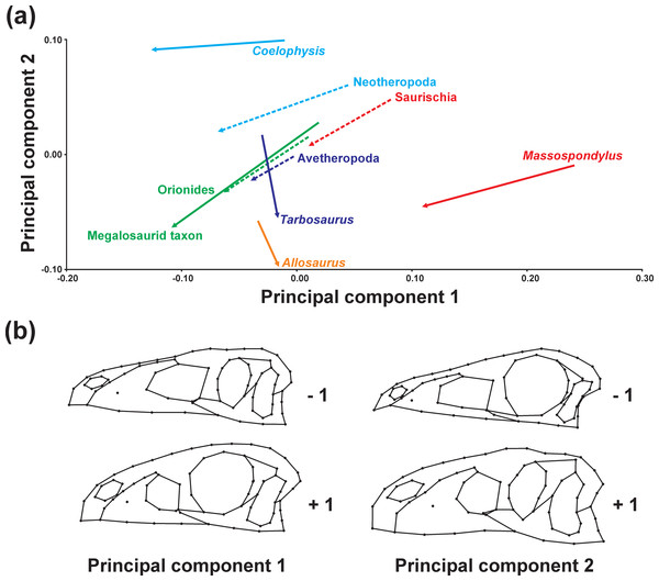Principal component analysis of ontogenetic trajectories.