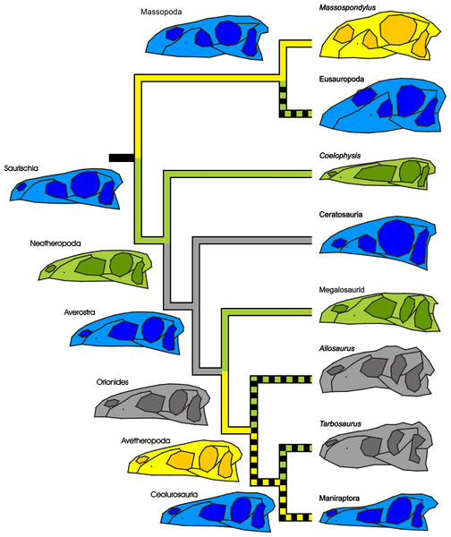 Simplified phylogeny of Saurischia showing the main heterochronic trends of the skull.
